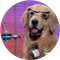 NumberGoUpTech