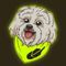 Robinhood Dog