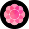 Roseon