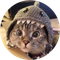 Shark Cat