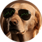 The Crypto Dog