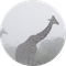 The Giraffes