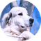 Tucker