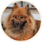 Vitalik's Dog