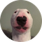 Walter (WALTER)