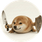 What the dog doing?