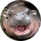 WORLD MOODENG