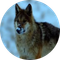 抖音热搜第四的狼格林 (wolf green)