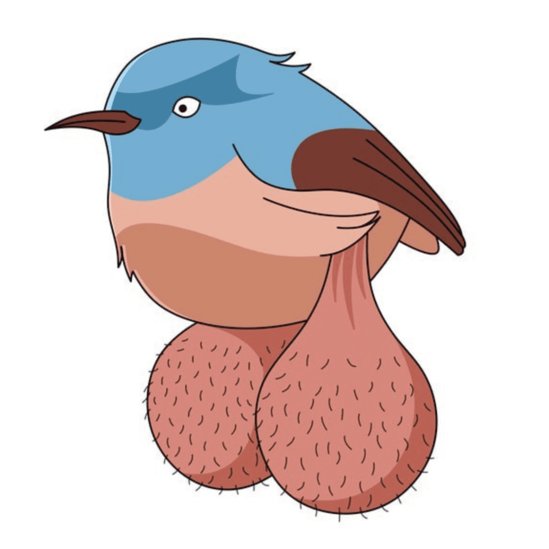 BIG BALLS BIRDS