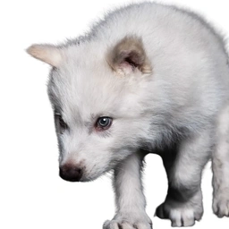 Dire wolf