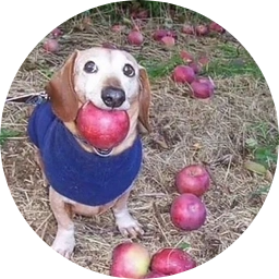 dog with apple in mouth