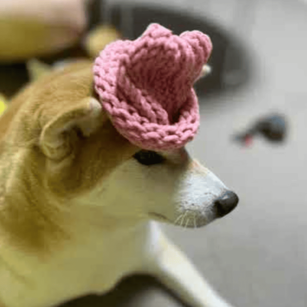 dogwifhat2