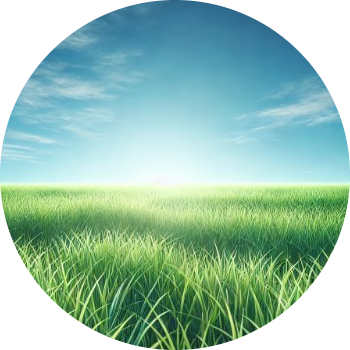 GRASS
