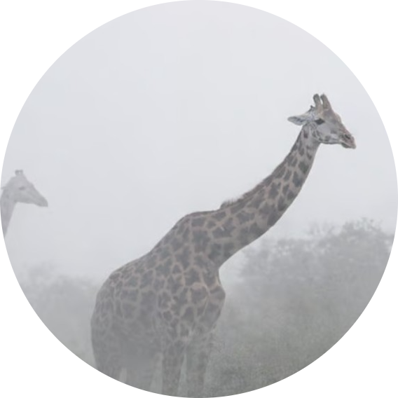 The Giraffes