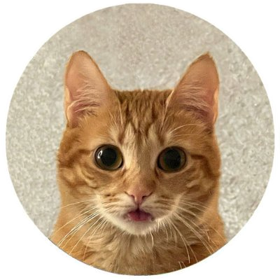 Tori the Cat