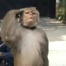 马喽