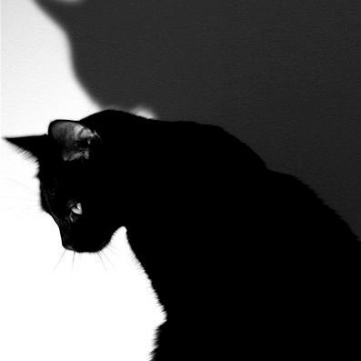 Meower